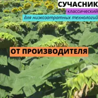 Семена подсолнечника гибрид Сучасник